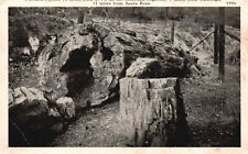 Postcard CA near Calistoga Redwood Highway Petrified Forest Vintage PC J4557 picture