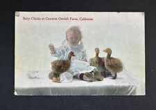 Postcard Child & Baby Chicks at Cawston Ostrich Farm, California picture