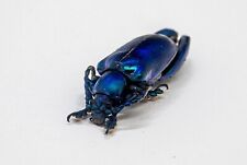 Beetle - Chrysomelidae - Sagra longicollis - Blueish Form - Chiangmai, Thailand picture