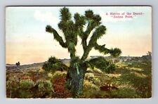 Joshua Palm, Native of the Desert, Cactus, Plants, Vintage Souvenir Postcard picture