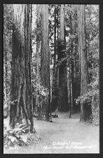 CALIFORNIA Cathedral Grove Muir Woods National Monument RPPC REAL PHOTO POSTCARD picture