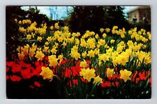 Mansfield OH-Ohio Kingswood Center Daffodils Antique Vintage Souvenir Postcard picture