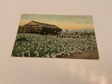 California ~ Pigeon Ranch - 1908 Stamped  Antique Postcard picture