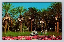 Indio CA-California, Picturesque Date Grove, Vintage Postcard picture