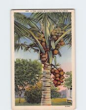 Postcard A Tree Loaded With Coconuts in Florida USA picture