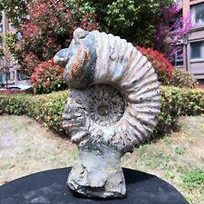 9.1LB Large Natural Beautiful ammonite fossil conch Crystal specimen Healing picture