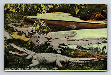 1910 Alligator Farm Hot Springs AR Arkansas COMMERCIAL COLORTYPE Postcard picture