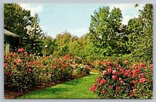 Roses Flower Garden at Kingwood Center Mansfield Ohio OH Unused vintage Postcard picture