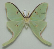 Saturniidae - Actias luna - Luna Moth - #65 - male picture