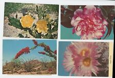Desert Flower Bloom cactus scenes lot of 4 Postcards picture