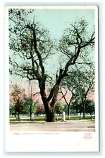 Washington Elm Tree Cambridge MA Massachusetts Postcard View picture