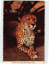 Postcard A Cheetah in San Diego Wild Animal Park San Diego California USA picture