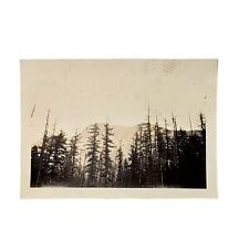 Vtg B&W Photo Found 1940 Alberta Canada Mountain Tree Tops Scenery Snapshot picture