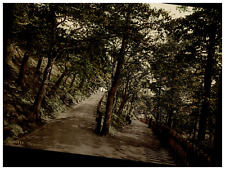 England. Exmouth. The Plantation. Vintage Photochrome by P.Z, Photochrome Zurich picture