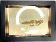 Knightia eocaena Fossil Fish in Hanging Frame - Green River Fm. - WY - Eocene picture