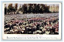 c1905 A Cala Lily Field in Winter Time, California CA Posted Antique Postcard picture