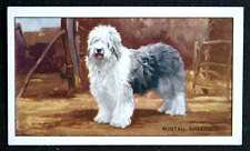 OLD ENGLISH SHEEPDOG  Bobtail   Vintage 1936 Illustrated Card  CD10M picture