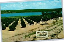 Clermont Florida~Governors Grove From Citrus Tower~Vintage Postcard picture