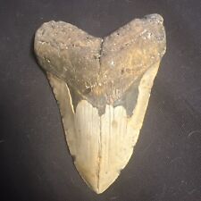 4.9” INCH REAL MEGALODON SHARK TOOTH FOSSIL  GENUINE PREHISTORIC MEG TEETH #0082 picture