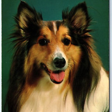 c1970s Dubuque IA Greetings From Sheltie Dog PC Shetland Sheepdogs Pup Cute A231 picture
