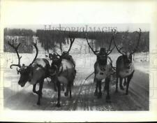 1982 Press Photo Reindeer teams on snow-crusted trails south of Yakutsk, Siberia picture