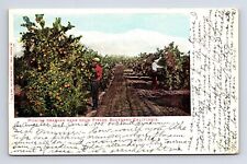 c1905 Picking Oranges Near Snow Fields Southern California M Rieder CA Postcard picture