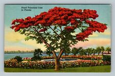 FL-Florida, Royal Poincianna Tree, Scenic Nature View, Vintage Postcard picture