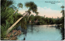 Postcard Palm Trees along the River Bank in Florida picture