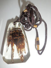 Insect Necklace Grass Cicada Mogannia hebes Specimen SD13 Clear picture