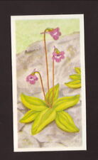 Common Butterwort--1990 Brooke Bond British Tea Card picture