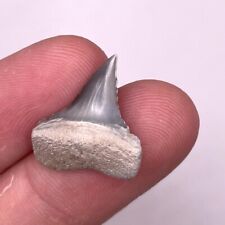 Rare Grey 0.8” Peruvian Great White Shark Tooth Fossil picture