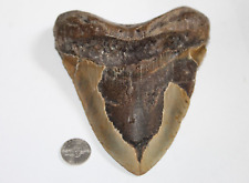 MEGALODON Shark Tooth Fossil No Repair Natural 6.17