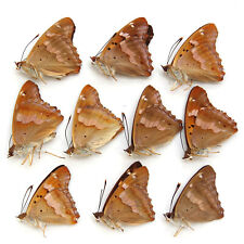10 PC collection unmounted folded real butterfly nymphalidae apatura ilia A1 A1- picture
