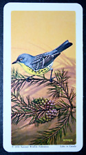KIRTLAND'S WARBLER  Vintage 1970 Illustrated Bird Card  CD20MS picture