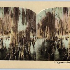 c1900s Florida Cypress Swamps Trees Bayou Nature Artistic Stereoview FL Fla V37 picture