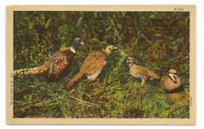 Pheasant Birds Postcard Wildlife picture