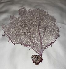 Natural Sea Fan - Purple - Soft Coral- Ethically Collected In FL picture