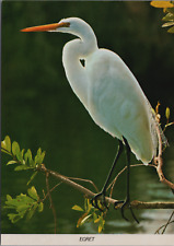 Beautiful White Egret Tallahassee Jr. Museum Postcard Perfect to Mail Gift Frame picture