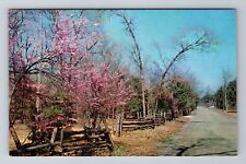 Lebanon TN-Tennessee, Cedars of Lebanon State Park, Antique Vintage Postcard picture