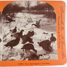 Prairie Chickens Pecking Snow Stereoview c1901 Bird Hunting Season Winter O56 picture