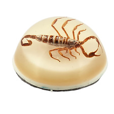 Vintage Real Scorpion White Lucite  Dome Paperweight Taxidermy  2 1/2