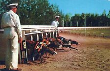 Greyhound Racing Popular Attraction In Florida Posted Vintage Chrome Post Card picture