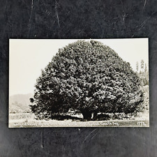 VINTAGE RPPC REAL PHOTO POST CARD WORLD'S LARGEST MYRTLE TREE 97-FT COOS BAY, OR picture