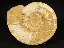 Huge 112 Million Year Old WHITE Ribbed AMMONITE Fossil Madagascar 691gr picture