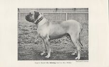 MASTIFF NAMED CHAMPION DOG OLD 1912 ANTIQUE PRINT picture