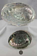 2  X Large Beautiful Mother Of Pearl Abalone Shell 8 3/4
