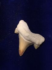 Two-tone Otodus Obliquus Fossil Megalodon Ancestor Shark Tooth Morocco picture