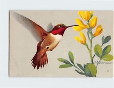 Postcard Rufous Hummingbird (Selasphorus rufus) picture