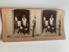 antique stereo view card 1902 Kilburn Hereford Twins Model Farm, Guelph, Canada picture