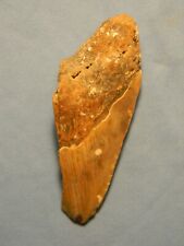 4 3/4  INCH MEGALODON SHARK TOOTH  NO RESTORATION  picture